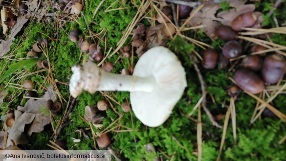 Amanita citrina