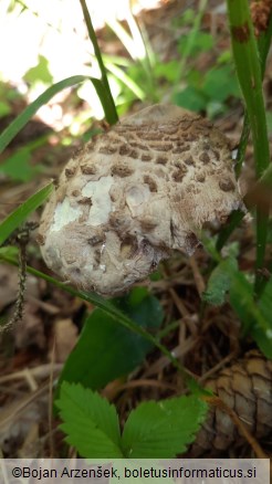 Macrolepiota procera