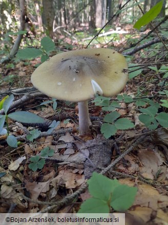 Amanita phalloides