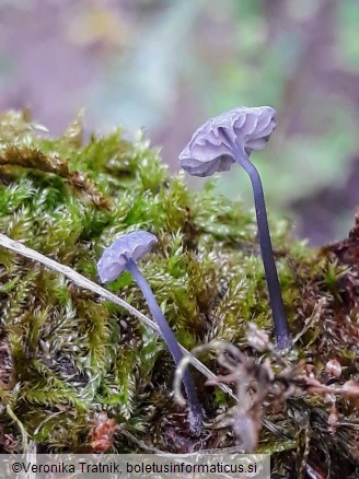 Mycena pseudocorticola