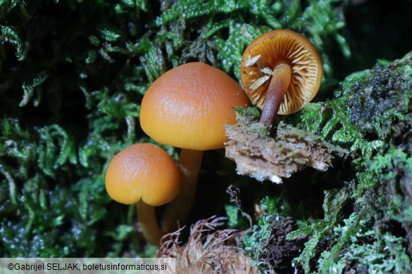 Gymnopilus bellulus