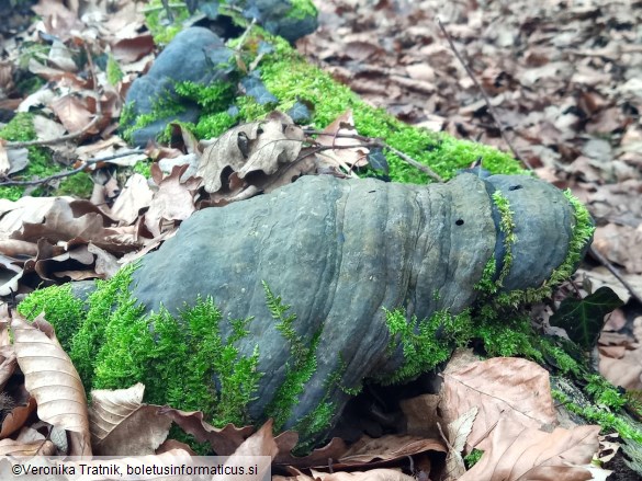 Fomes fomentarius