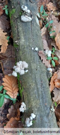 Schizophyllum commune