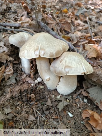 Entoloma sinuatum