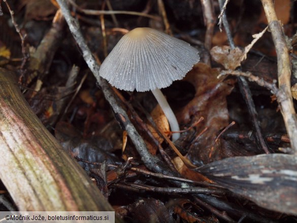 Coprinellus xanthothrix