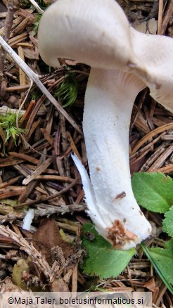 Hygrophorus agathosmus