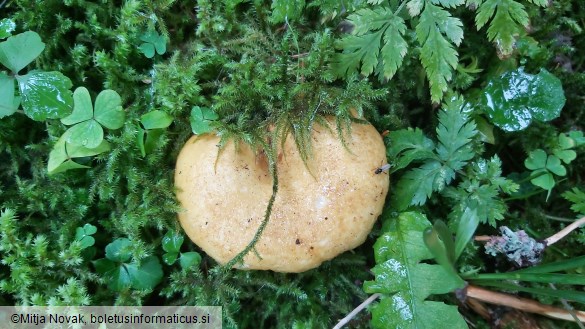 Lactarius scrobiculatus