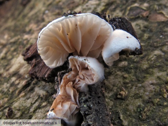 Crepidotus cesatii var. cesatii