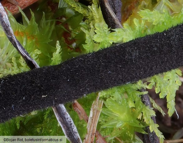 Trichoglossum hirsutum