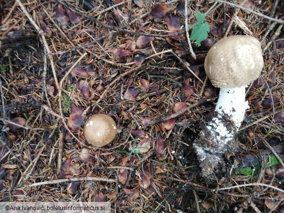 Agaricus augustus