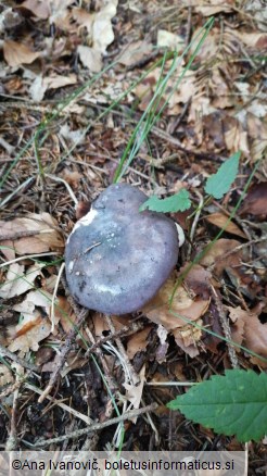 Russula cyanoxantha