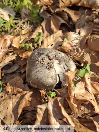 Hygrophorus marzuolus