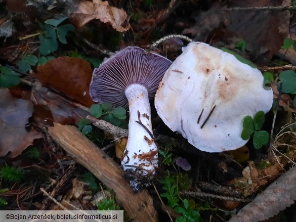 Cortinarius camphoratus