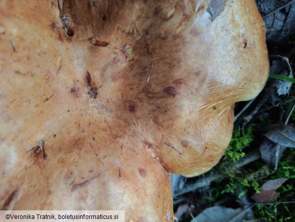 Paxillus rubicundulus