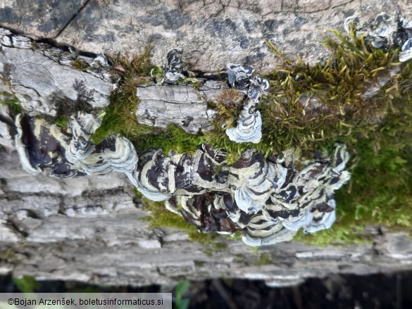 Auricularia mesenterica