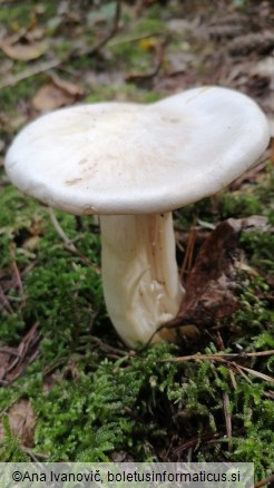 Entoloma sinuatum