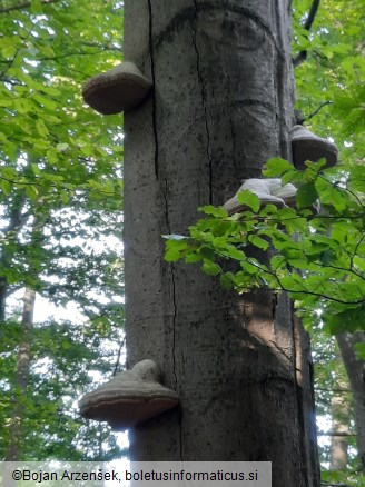 Fomes fomentarius