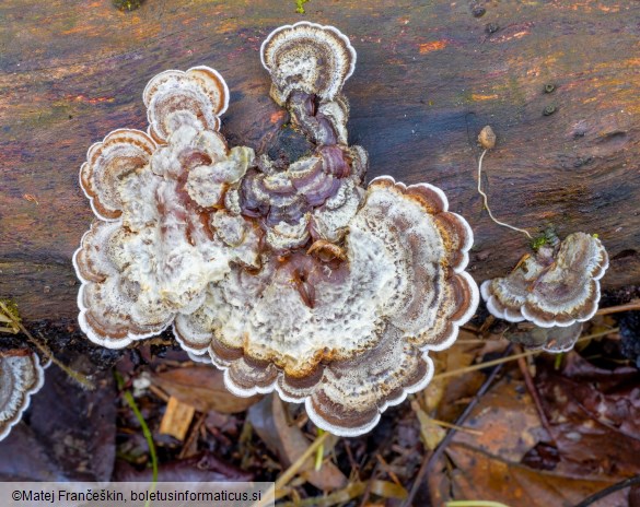 Auricularia mesenterica