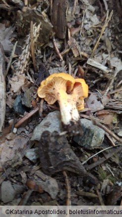 Cantharellus friesii