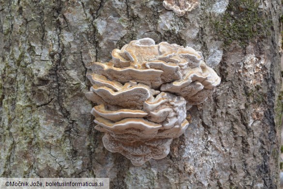 Trametes trogii