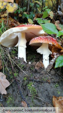 Amanita muscaria