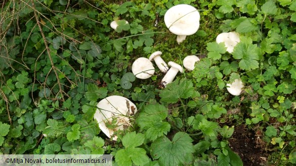 Aspropaxillus giganteus