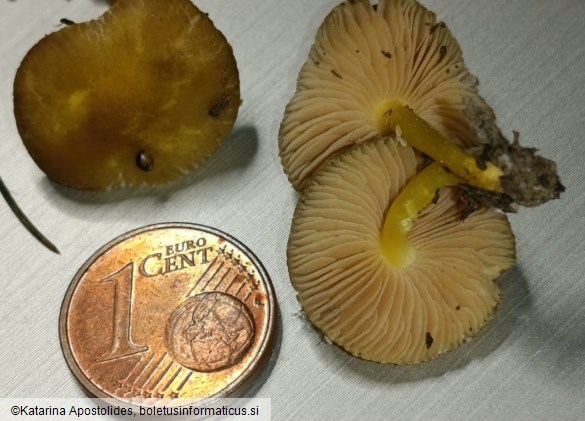 Pluteus vellingae
