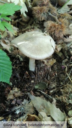 Megacollybia platyphylla