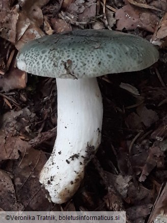 Russula virescens