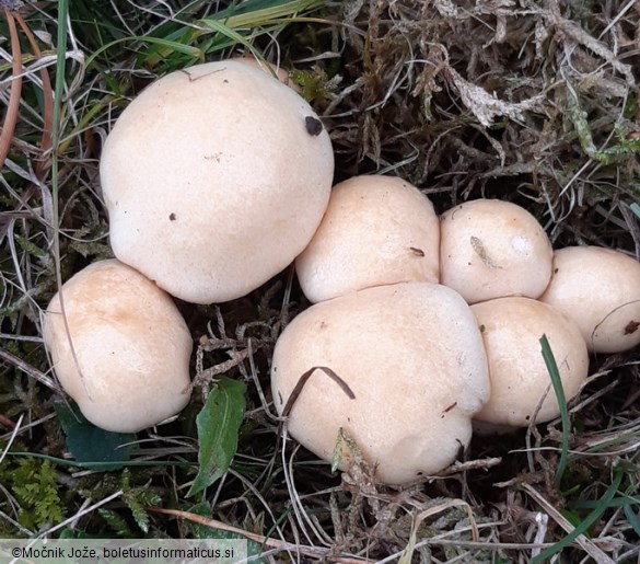 Hygrophorus ligatus