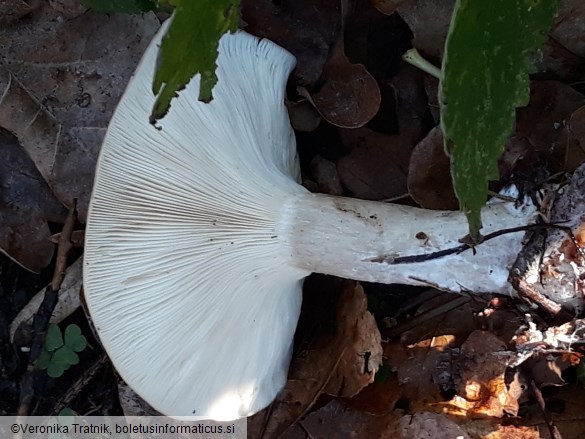 Clitocybe nebularis