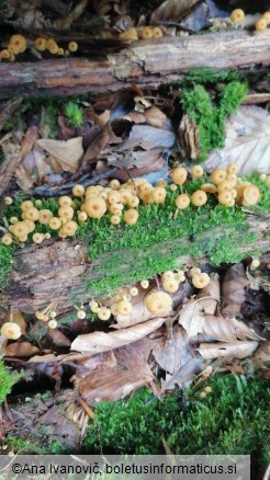 Xeromphalina campanella