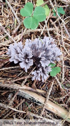 Thelephora anthocephala