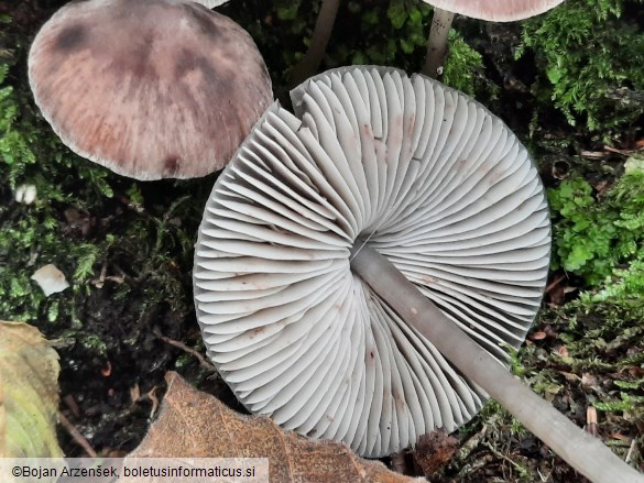 Mycena polygramma