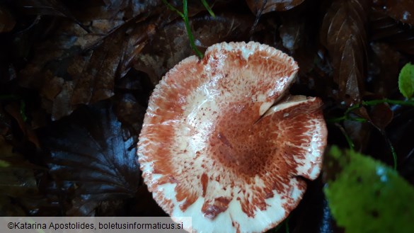 Cortinarius bolaris