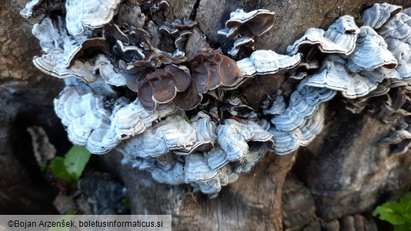 Auricularia mesenterica