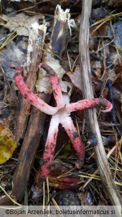 Clathrus archeri