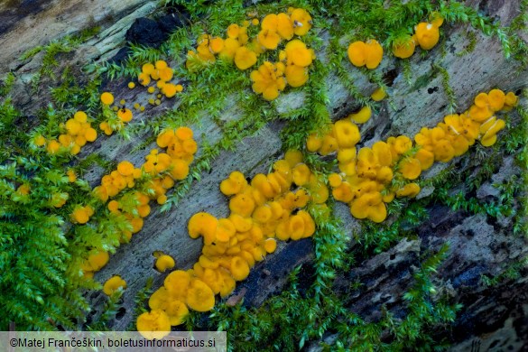 Calycina citrina