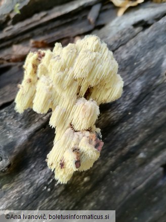 Hericium cirrhatum