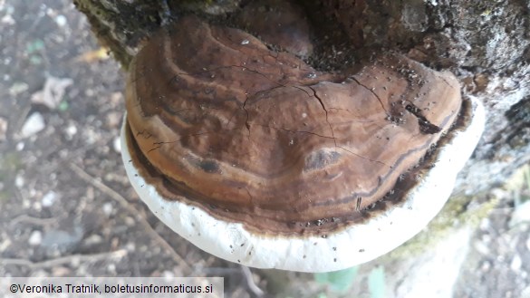 Ganoderma applanatum