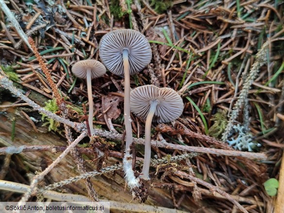 Mycena flos-nivium
