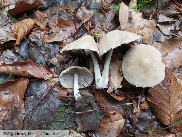 Candolleomyces candolleanus