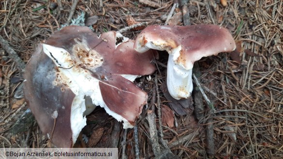 Russula vesca