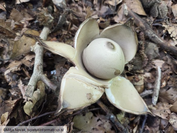 Geastrum michelianum