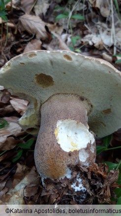 Boletus reticulatus