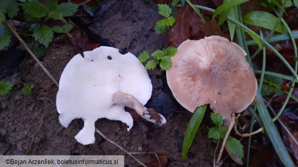 Polyporus ciliatus