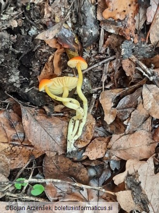 Hygrocybe