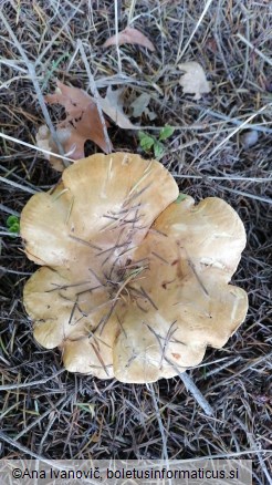 Paxillus rubicundulus