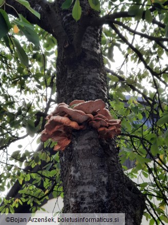 Laetiporus sulphureus