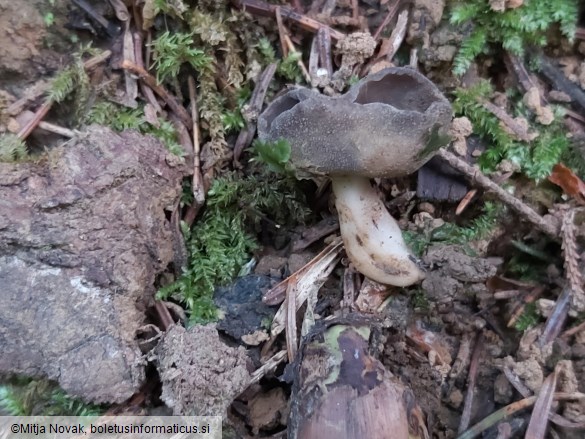 Helvella queletii